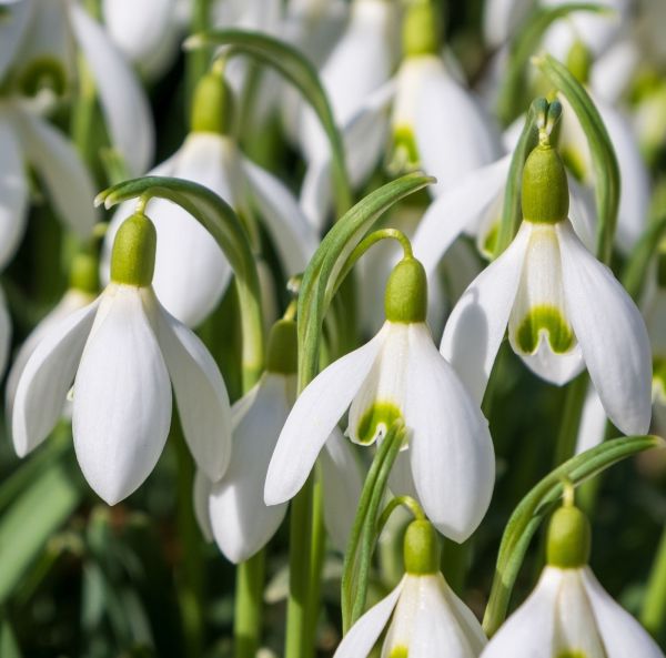 Lumikello, Tähtilumikello Lumikello, Tähtilumikello
